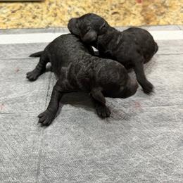 Jewel - Black female Poodle puppy in Florence County, South Carolina from Modern Family Standards