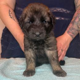Ms. Yellow - Reddish brown female Leonberger puppy in Cypress, Texas from Magnolia Leos