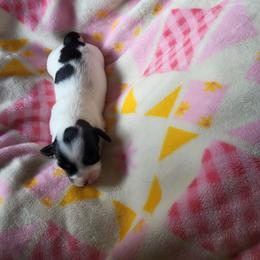 Mercedes - Piebald female Dachshund puppy in Geneva, Florida from TGIF Doxies