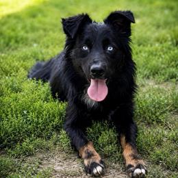 Harrah - Australian Shepherd