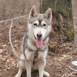 Jet - Siberian Husky