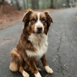 Flint  - Australian Shepherd