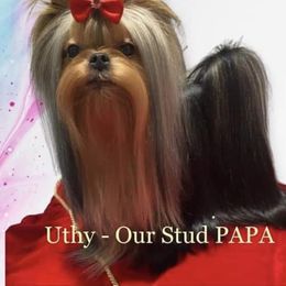 Uthy - Yorkshire Terrier