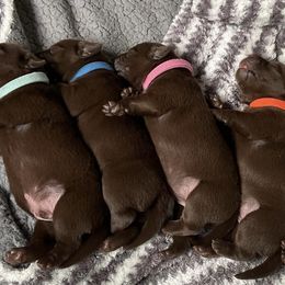 Labrador Retrievers from Maynard’s Labs