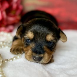 Yorkshire Terriers from More Than Family