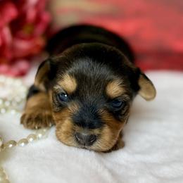 Yorkshire Terriers from More Than Family