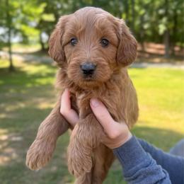 Ocean - Red  female Goldendoodle puppy in Kenansville, North Carolina from J+A Family Doodles