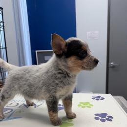 Megatron - Blue mottled male Australian Cattle Dog puppy in Rosharon, Texas from 4Surge Cattle Dogs