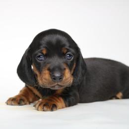Hazel (Ms No Mark) - Black and tan female Dachshund puppy in Red Bud, Illinois from Midwest Miniature Dachshunds