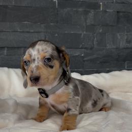 Duke - Dapple male Dachshund puppy in Goodyear, Arizona from AZ Royal Doxies llc