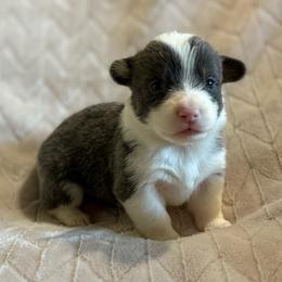 Apollo - Gray and white male American Corgi puppy in Decatur, Texas from Bar S Corgis