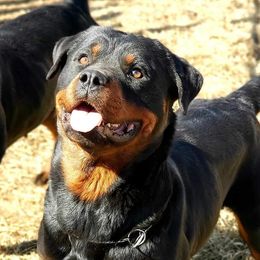 Para - Rottweiler
