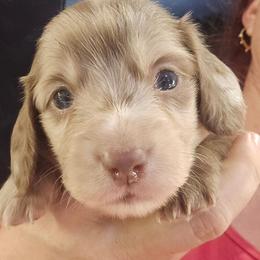 Alicent - Dapple female Dachshund puppy in Bigfork, Minnesota from Long Ears and Long Dogs Ranch