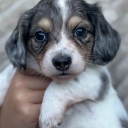 Havoc - Blue and tan male Dachshund puppy in Lincoln, California from ForeversEdge Doxies