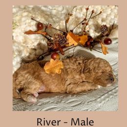 River - Cafe au lait male Poodle puppy in Rochester, New York from Mellies Miniature Poodles