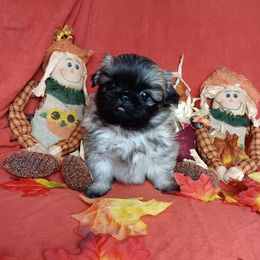 Fawn Boy - Fawn male Pekingese puppy in Batesburg Leesville, South Carolina from My Unique Peke