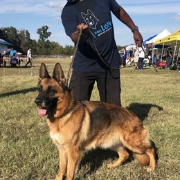 German Shepherds from CVH Kennel