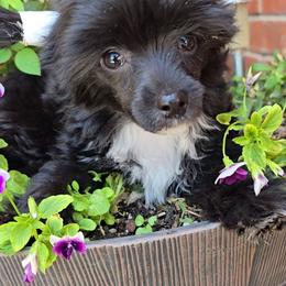 Inga Long Star Angel - Black and white female Chinese Crested puppy in Amarillo, Texas from Victoria's Chinese Cresteds Long Star Angels