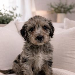 Scout - Merle male Sheepadoodle puppy in Thornville, Ohio from Four Front Doodles & Friends