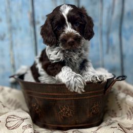 St. Nick - Chocolate male Australian Labradoodle puppy in Brush Prairie, Washington from Fancy Pants Labradoodles