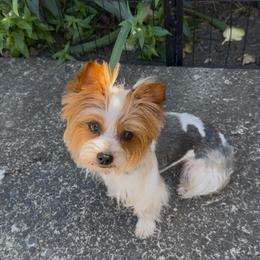 Reign - Yorkshire Terrier