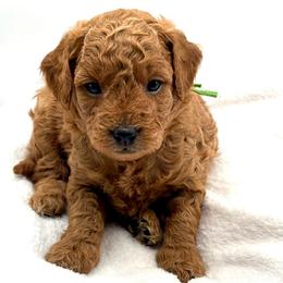Snow (M) - Red  male Goldendoodle puppy in Lewisville, Texas from Zink Doodles