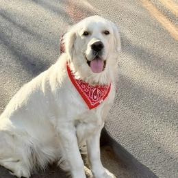 Trixie - Golden Retriever