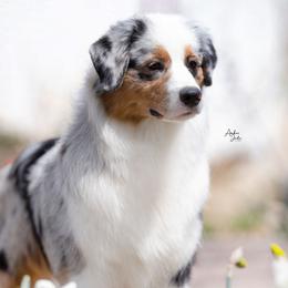 LuLu - Australian Shepherd