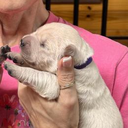 Purple collar - Light golden female Golden Retriever puppy in Cleveland, Georgia from JLB's Yonah Goldens