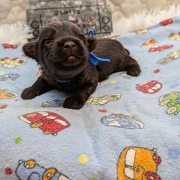 Mario - Chocolate and tan male Yorkshire Terrier puppy in Dallas, Texas from JBzPawz