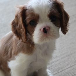 Cavalier King Charles Spaniels from Marcia Garstin's Cavalier King Charles Spaniels