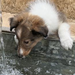 Sable and White Male - White and sable male Shetland Sheepdog puppy in Tuscumbia, Alabama from Agee's World of Shelties