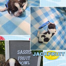 Boy 8 JACKFRUIT - Liver and white male English Springer Spaniel puppy in Saginaw, Michigan from Kemerer Springers