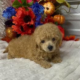 Cosmo - Apricot male Poodle puppy in Elgin, South Carolina from Silver Bells Paw Prints
