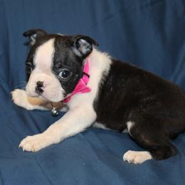Minka Girl 4 - Black brindle and white female Boston Terrier puppy in Brooksville, Florida from I Love Pups