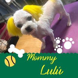 Lulu - Maltese