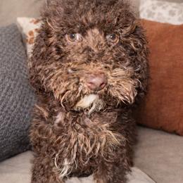 Hershey - Brown male Cockapoo puppy in Connersville, Indiana from MoonShine Babies