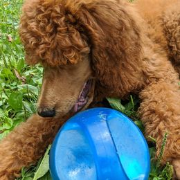 Poodle Puppies from Selene McAleer