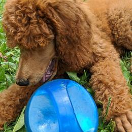 Poodle Puppies from Selene McAleer