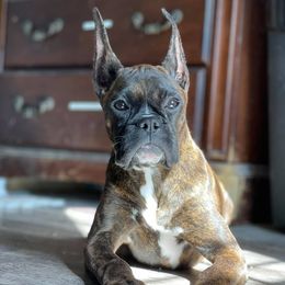 Boxers from Dark Horse Boxers