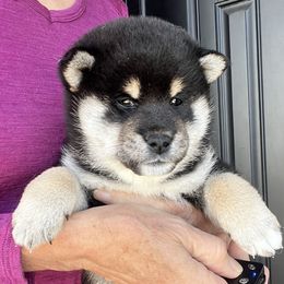 Shiba Inu Puppies from Hillsdale Shiba Inu