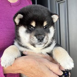 Shiba Inu Puppies from Hillsdale Shiba Inu