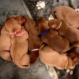Green boy - Yellow male Labrador Retriever puppy in Grants Pass, Oregon from KnR Antler Dogs