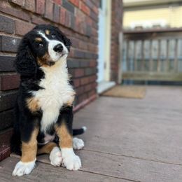 Bernedoodle Puppies from Buckingham's Bernedoodle Buddies