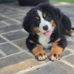 Bella - Black tan and white female Bernese Mountain Dog puppy in Gaffney, South Carolina from Circle D Farms