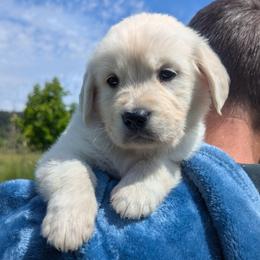 Blue - Light golden male Golden Retriever puppy in Roseburg, Oregon from Unbound Goldens