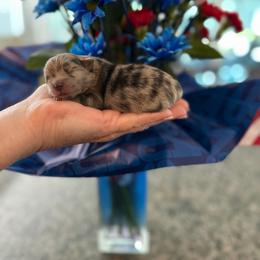 Liberty - Blue merle female Pomeranian puppy in Cropwell, Alabama from Poms On The Lake