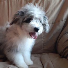 Apple - Blue merle Aussiedoodle puppy in Soap Lake, Washington from Desert Rose Doodles