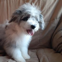 Apple - Blue merle Aussiedoodle puppy in Soap Lake, Washington from Desert Rose Doodles