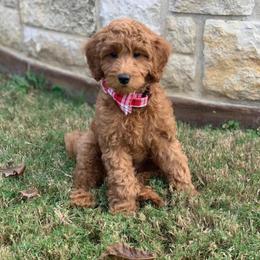Goldendoodle Puppies from Zink Doodles